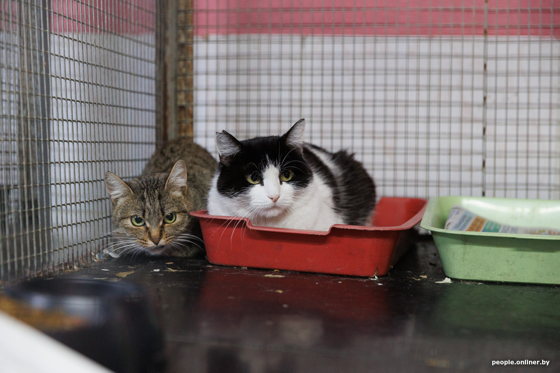 Правила выгула и обязательные курсы: что может измениться для владельцев животных?