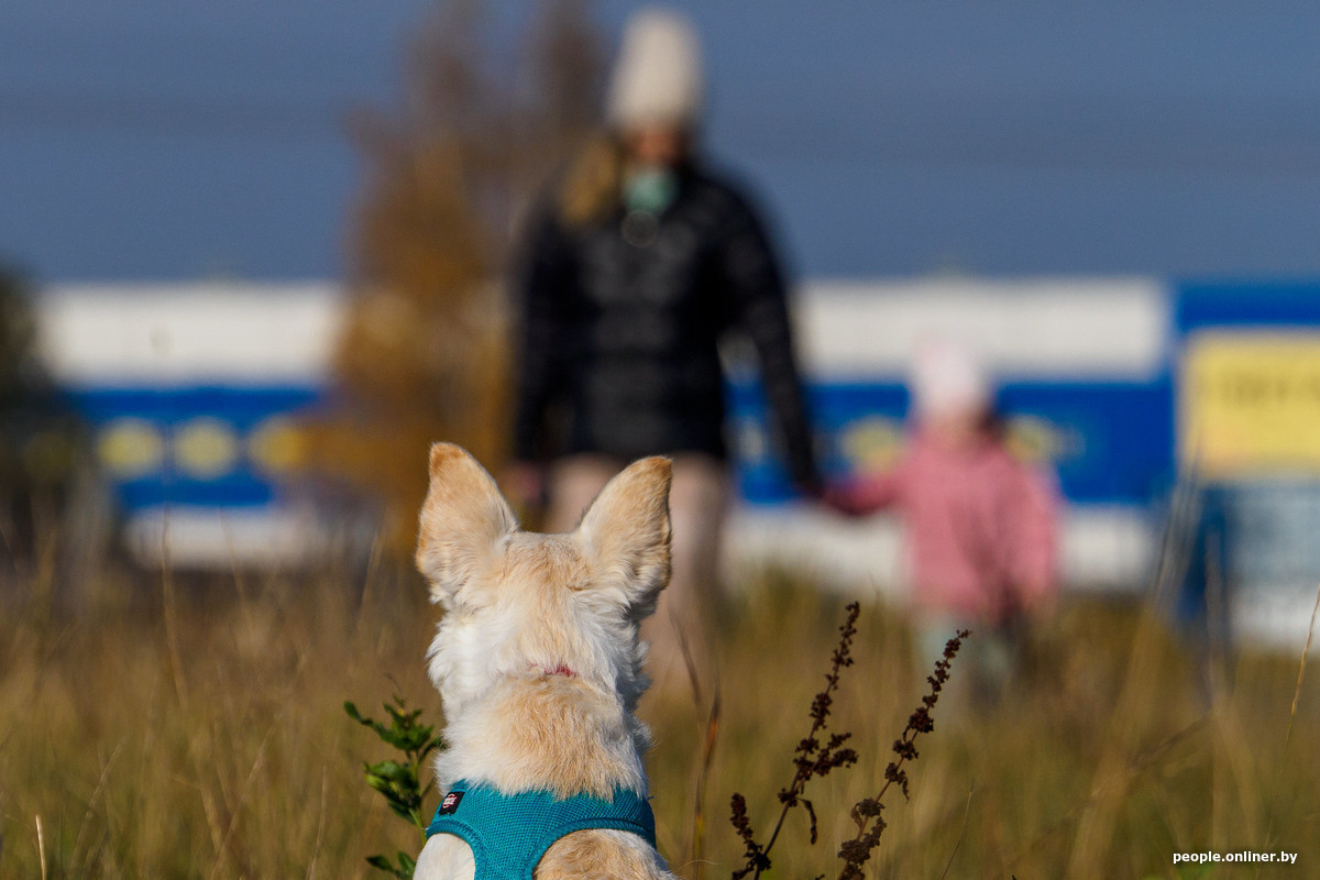 Правила выгула и обязательные курсы: что может измениться для владельцев животных?