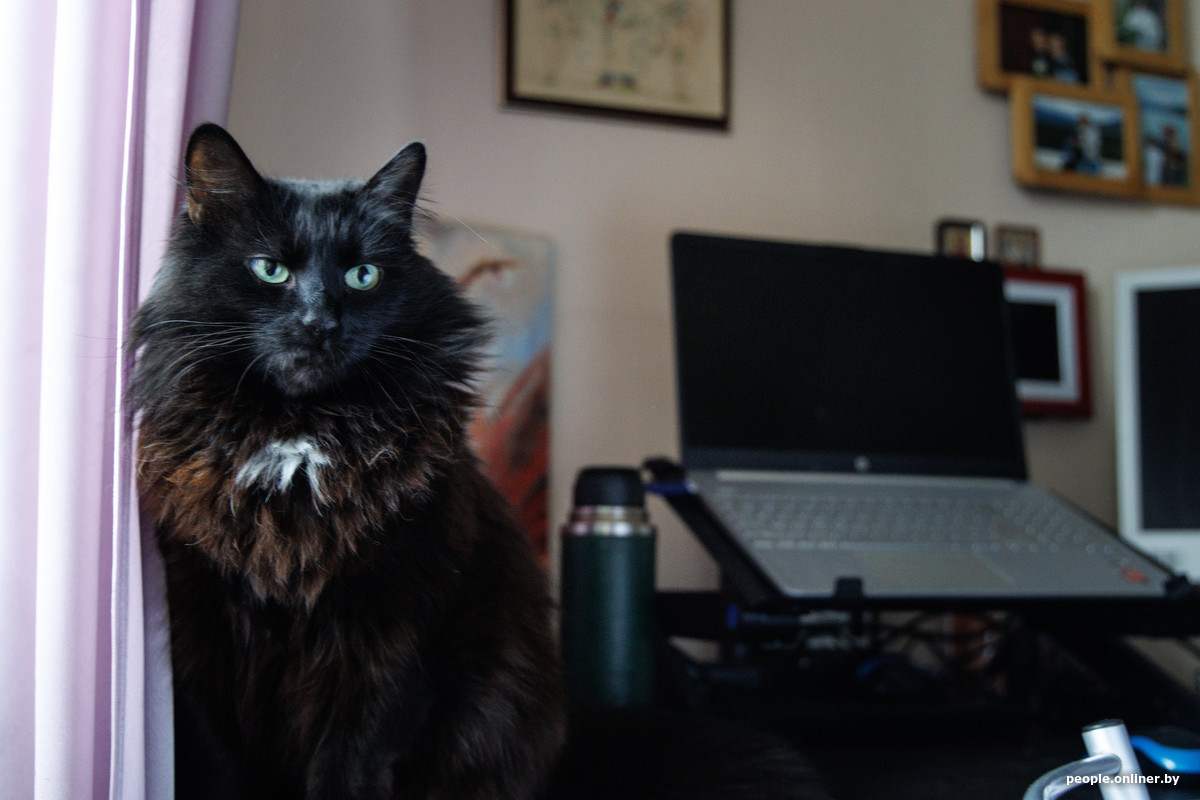 Правила выгула и обязательные курсы: что может измениться для владельцев животных?