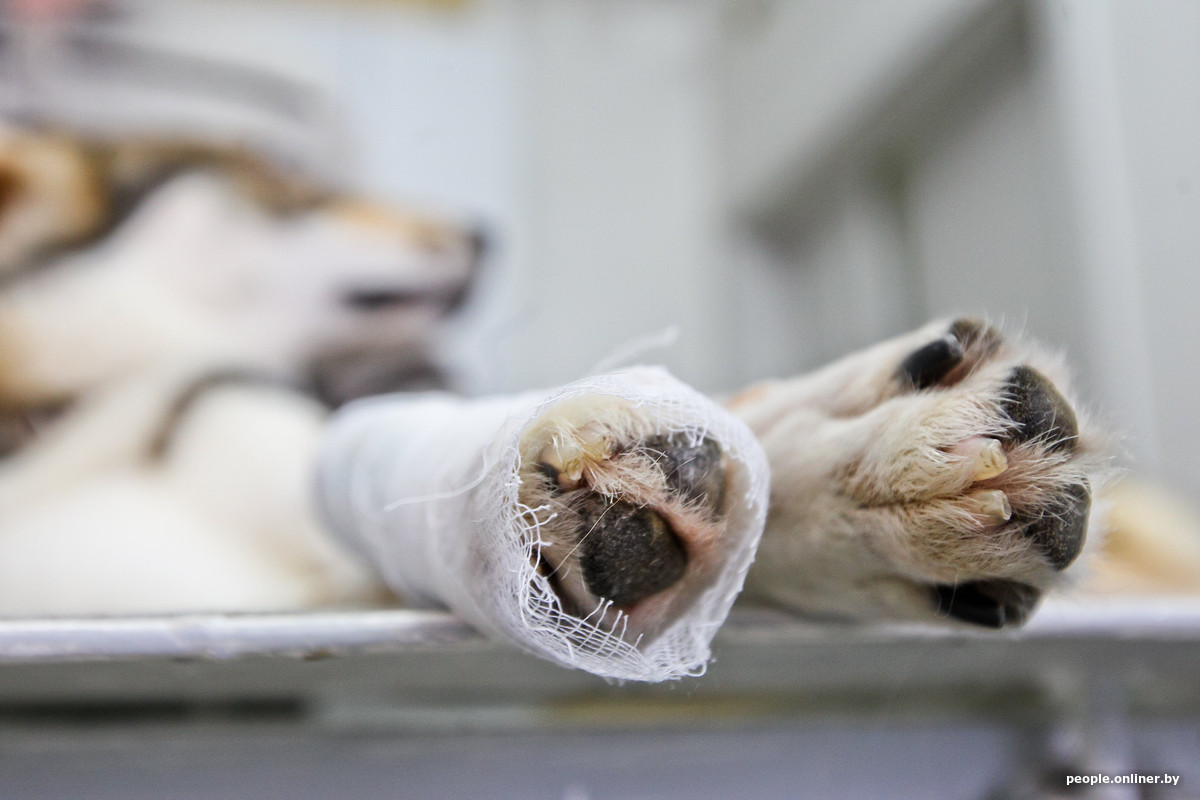 Правила выгула и обязательные курсы: что может измениться для владельцев животных?