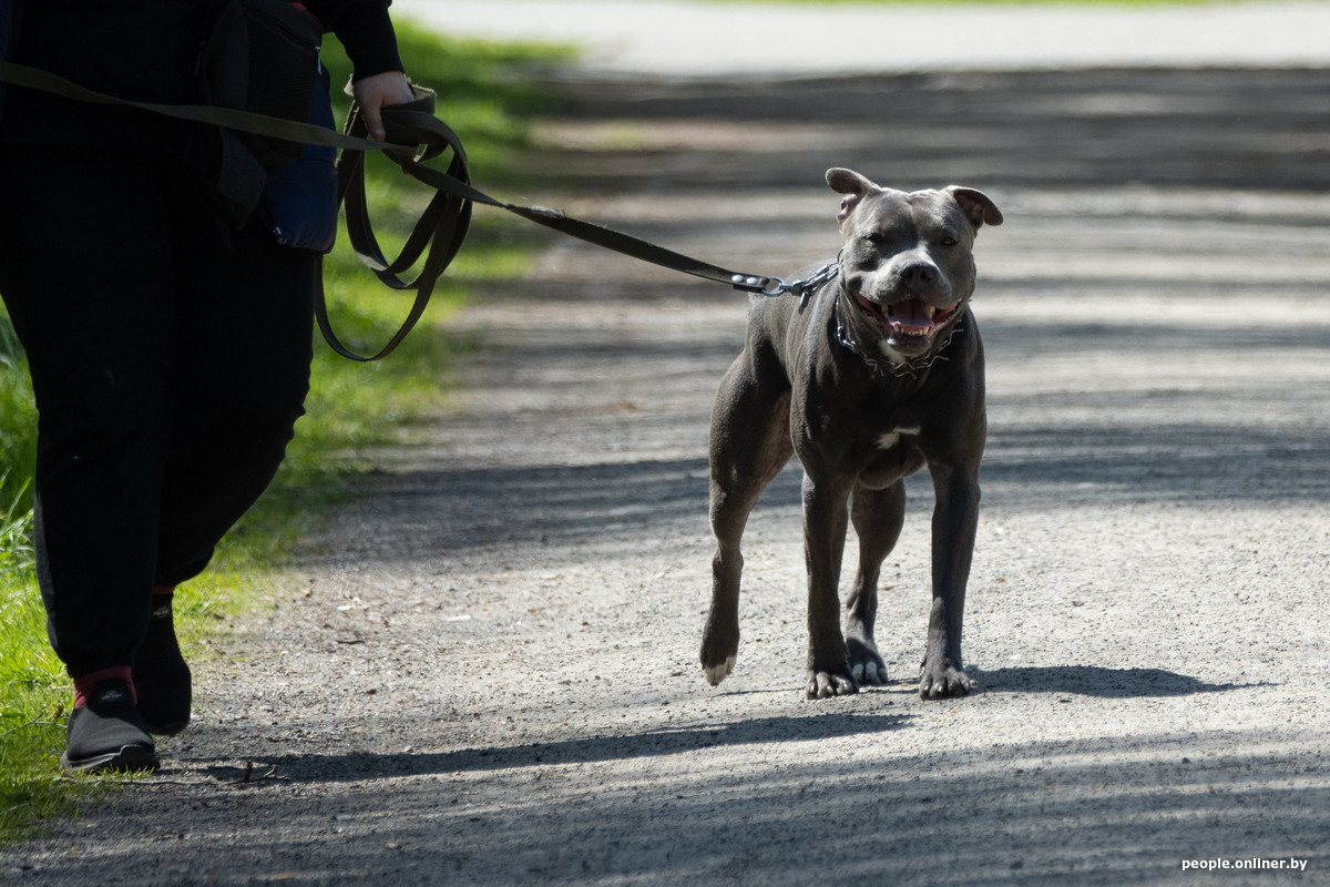Правила выгула и обязательные курсы: что может измениться для владельцев животных?