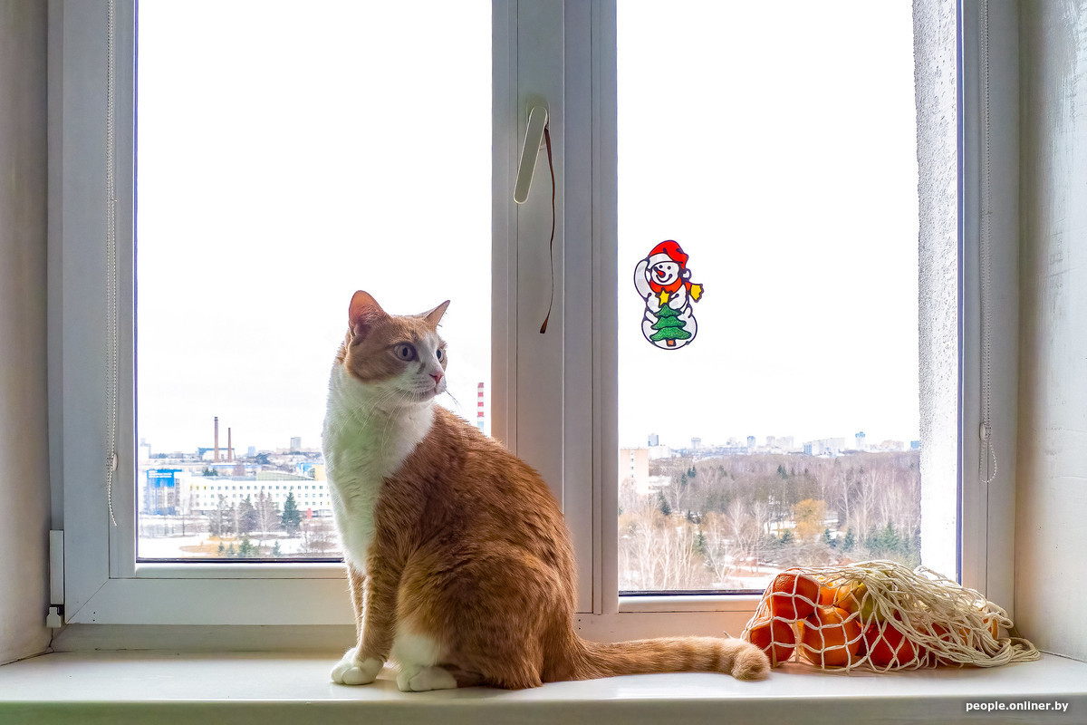 Правила выгула и обязательные курсы: что может измениться для владельцев животных?