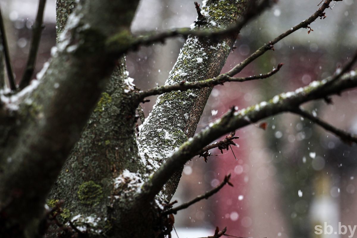 Фотофакт. В Бобруйске выпал первый снег