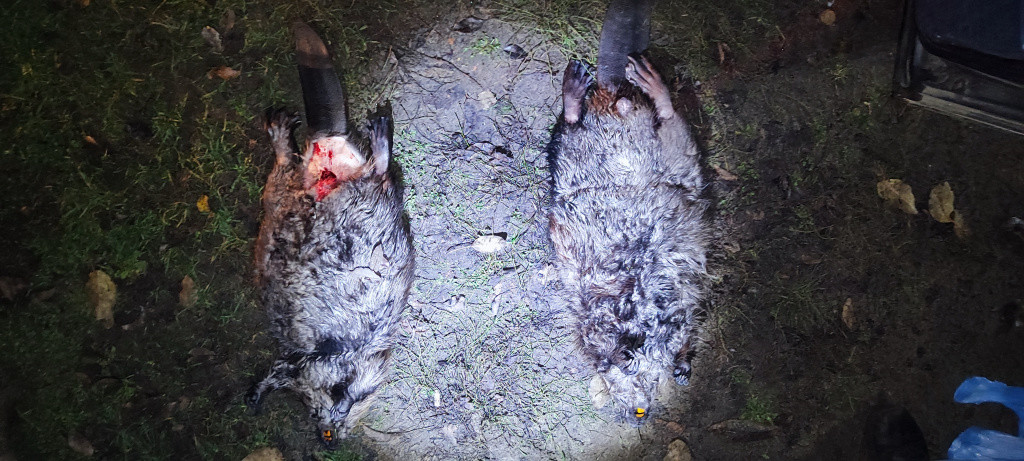 Браконьер получил огромный штраф за убийство двух бобров