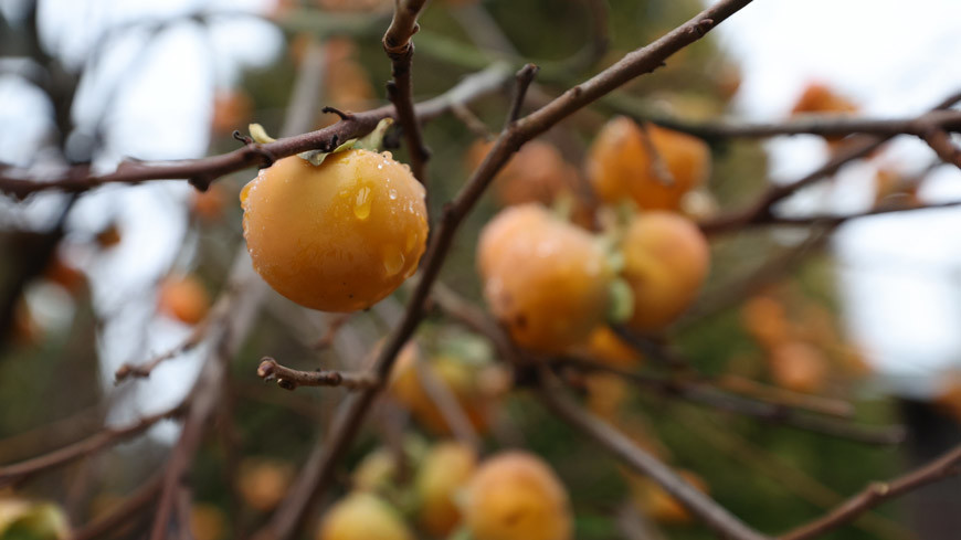 Как бобруйчанка приручила хурму?