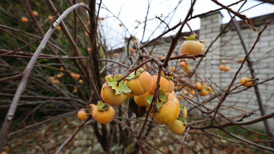 Как бобруйчанка приручила хурму?