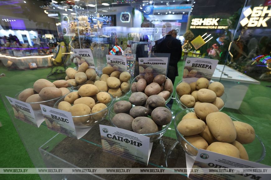 Путешествие в будущее: &laquo;Бобруйскагромаш&raquo; и другие предприятия представят свои достижения на выставке &laquo;Моя Беларусь&raquo;