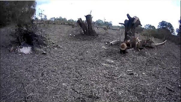 Бобруйчанин незаконно вырубил 186 деревьев в Светлогорском районе Бобруйчанин незаконно вырубил 186 деревьев в Светлогорском районе