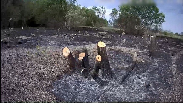 Бобруйчанин незаконно вырубил 186 деревьев в Светлогорском районе Бобруйчанин незаконно вырубил 186 деревьев в Светлогорском районе