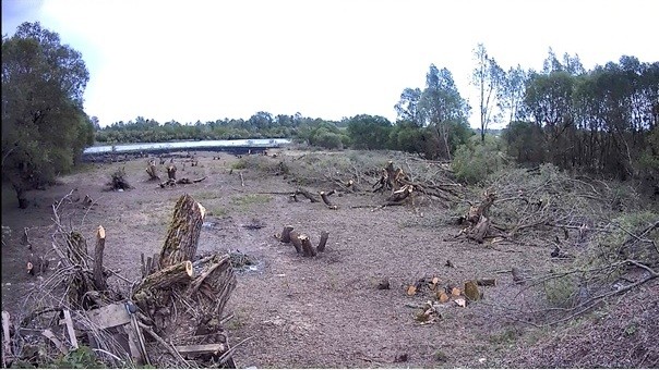 Бобруйчанин незаконно вырубил 186 деревьев в Светлогорском районе Бобруйчанин незаконно вырубил 186 деревьев в Светлогорском районе