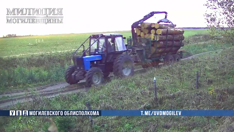 Работник лесхоза и его сообщник похитили древесину в Бобруйском районе