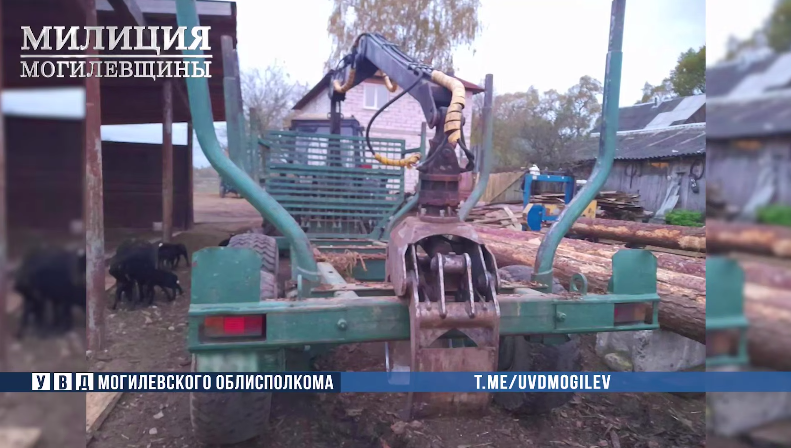 Работник лесхоза и его сообщник похитили древесину в Бобруйском районе