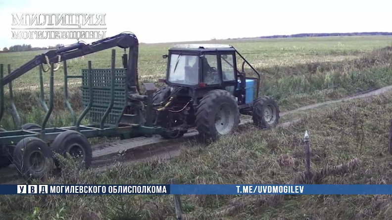 Работник лесхоза и его сообщник похитили древесину в Бобруйском районе