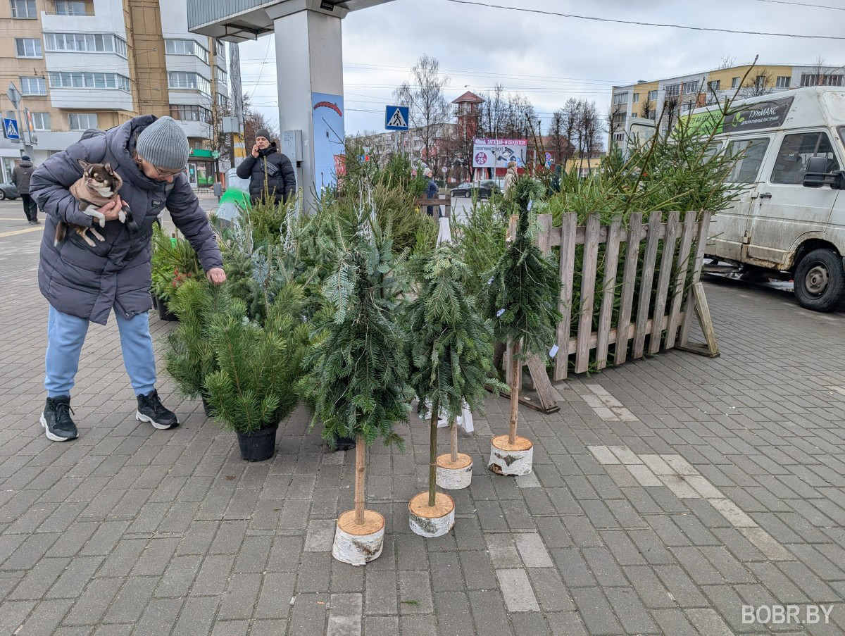 Елочный базар, Бобруйск