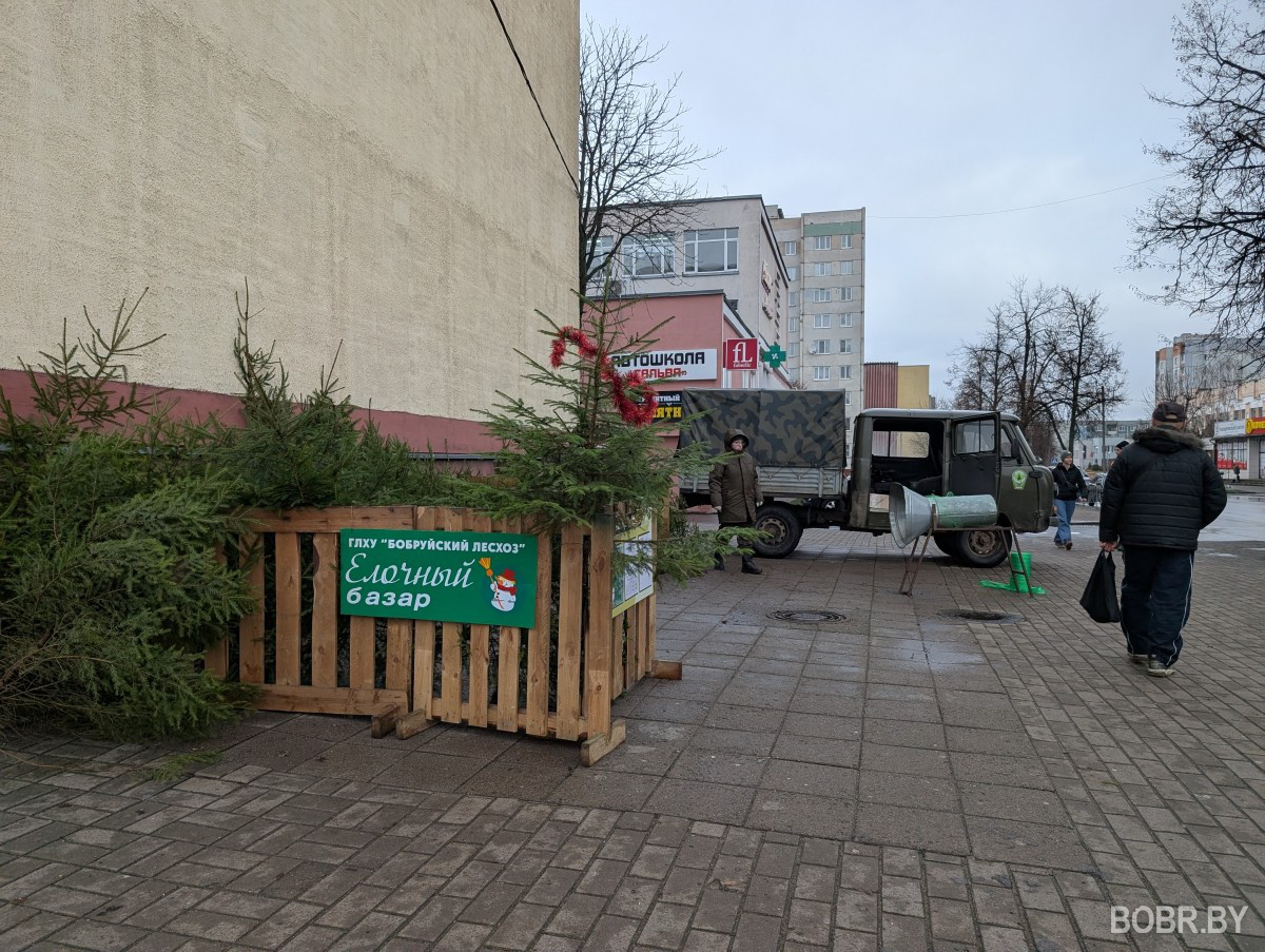 Елочный базар Бобруского лесхоза