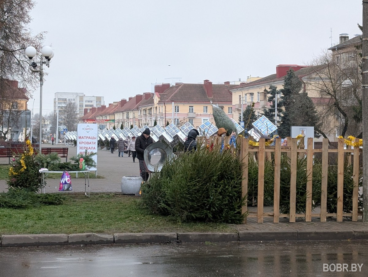 Елочный базар, Бобруйск