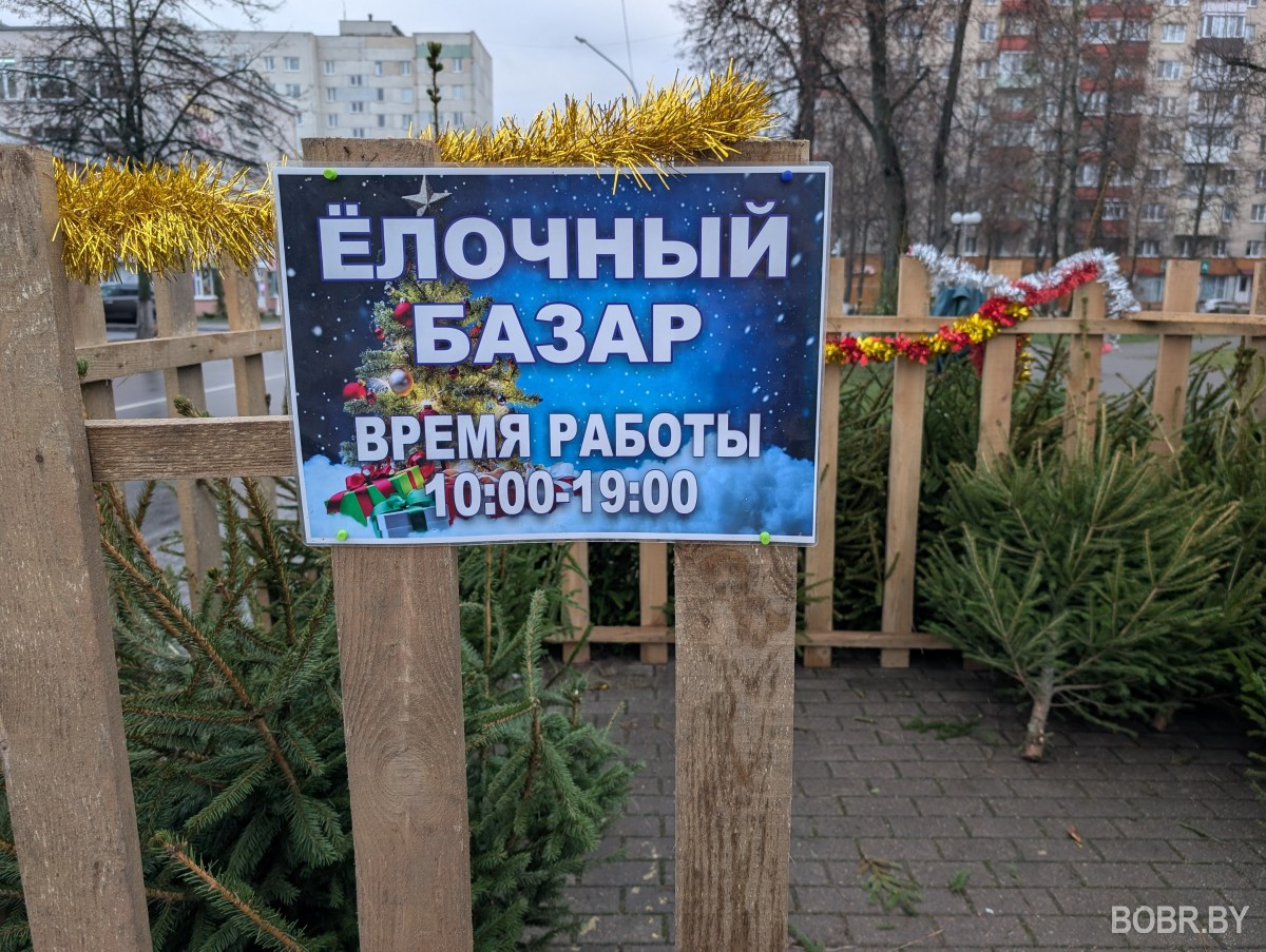 Елочный базар, Бобруйск