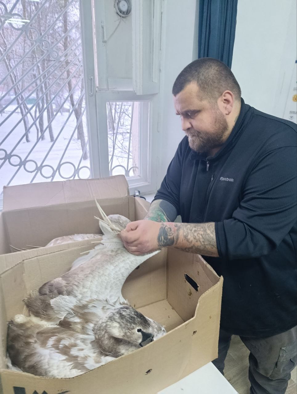 Спасение лебедя