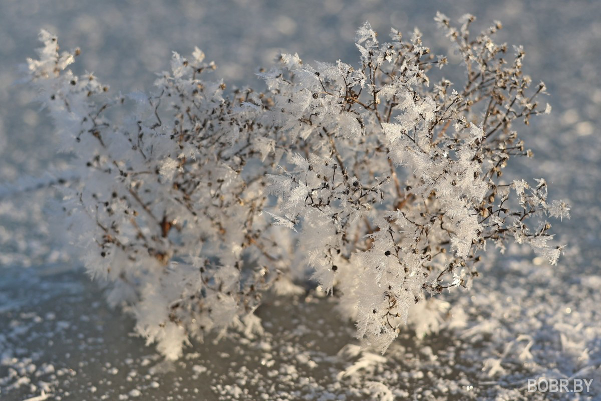 Березина зимой