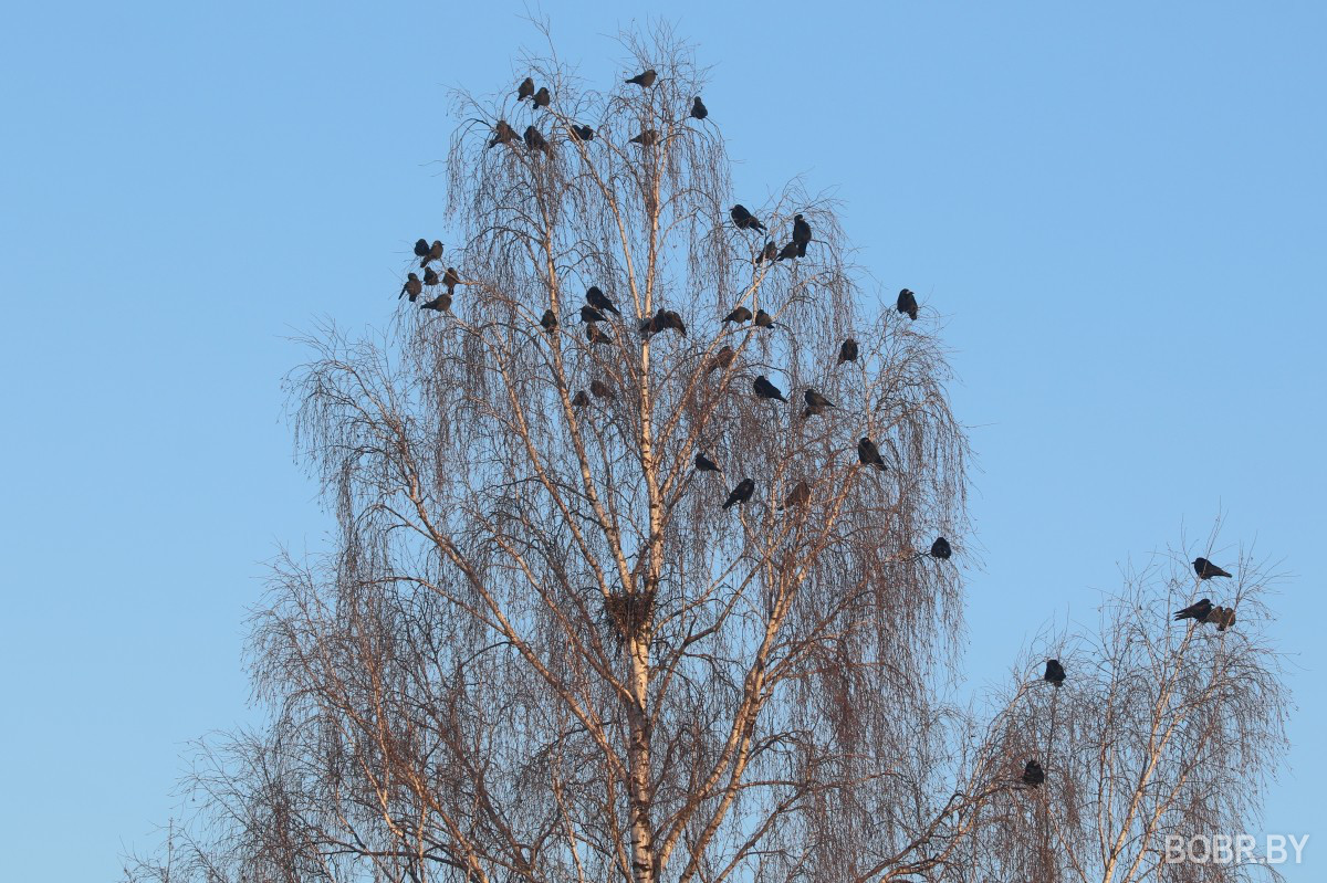 Зима в Бобруйске