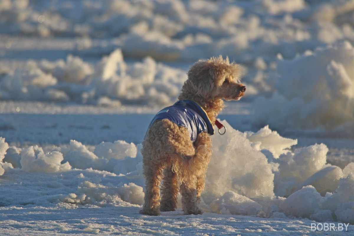 Зима в Бобруйске