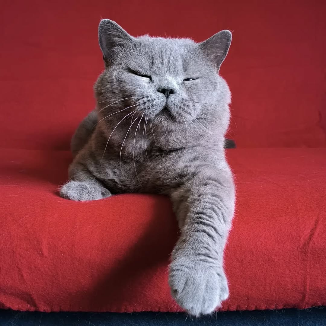 Кот из Беларуси попал в тройку самых красивых в мире Кот из Беларуси попал в тройку самых красивых в мире