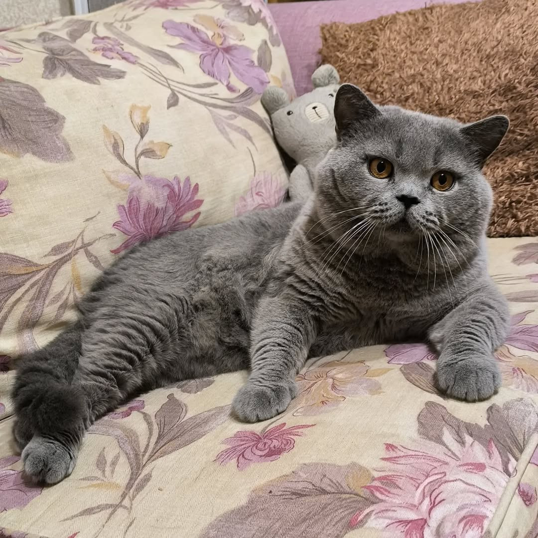 Кот из Беларуси попал в тройку самых красивых в мире Кот из Беларуси попал в тройку самых красивых в мире