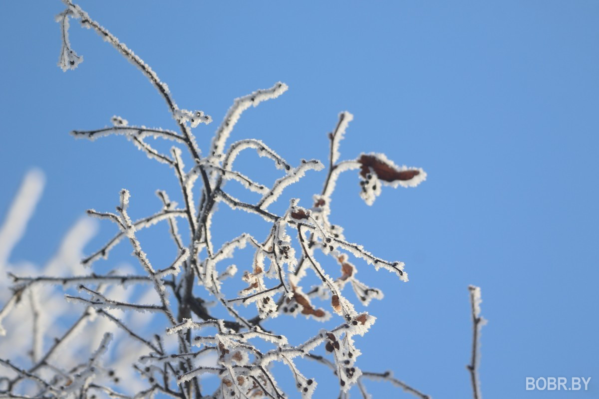 Галки зимой