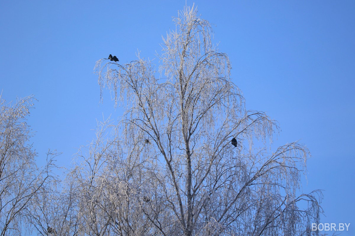 Галки зимой