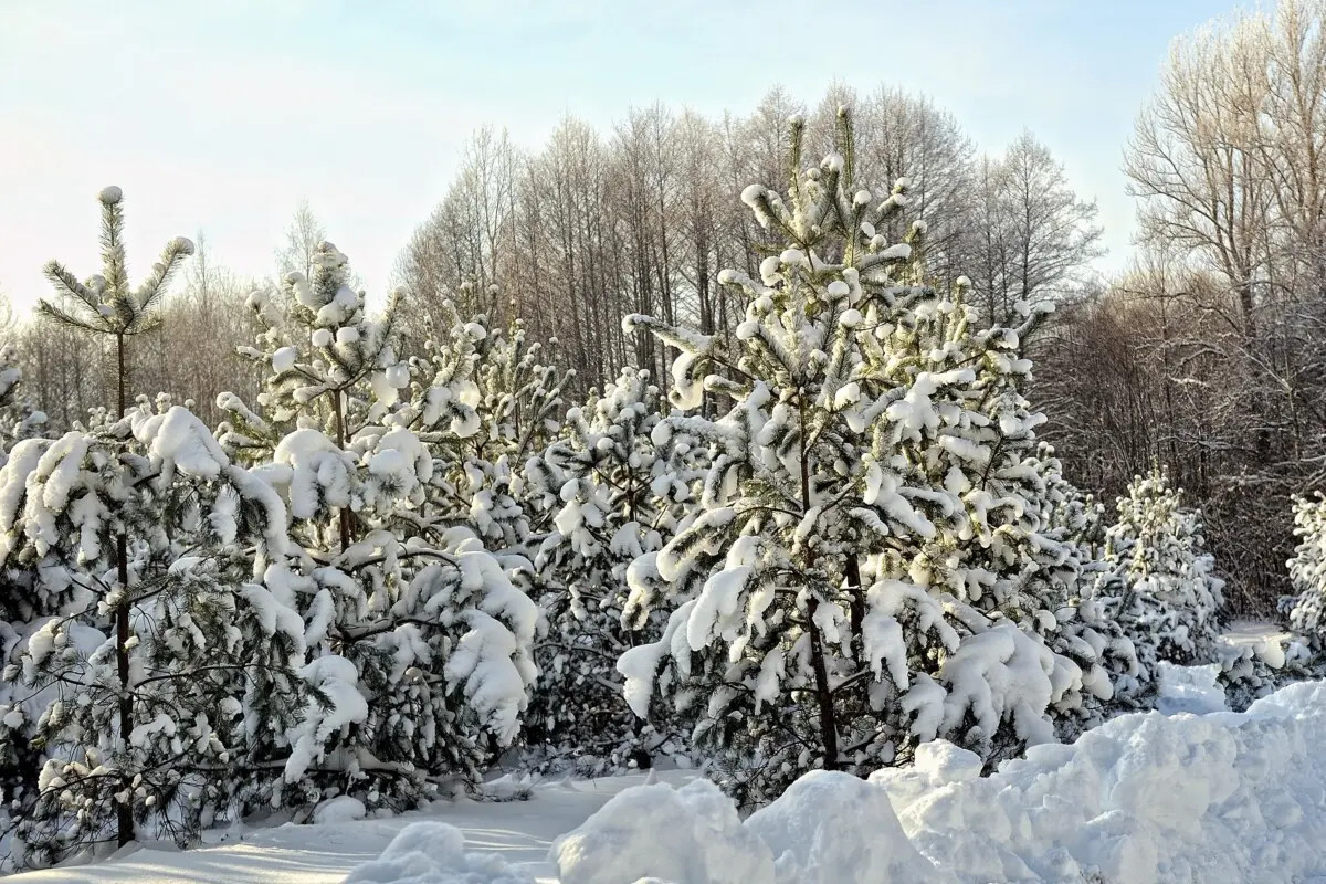 Бобруйский район в морозный день