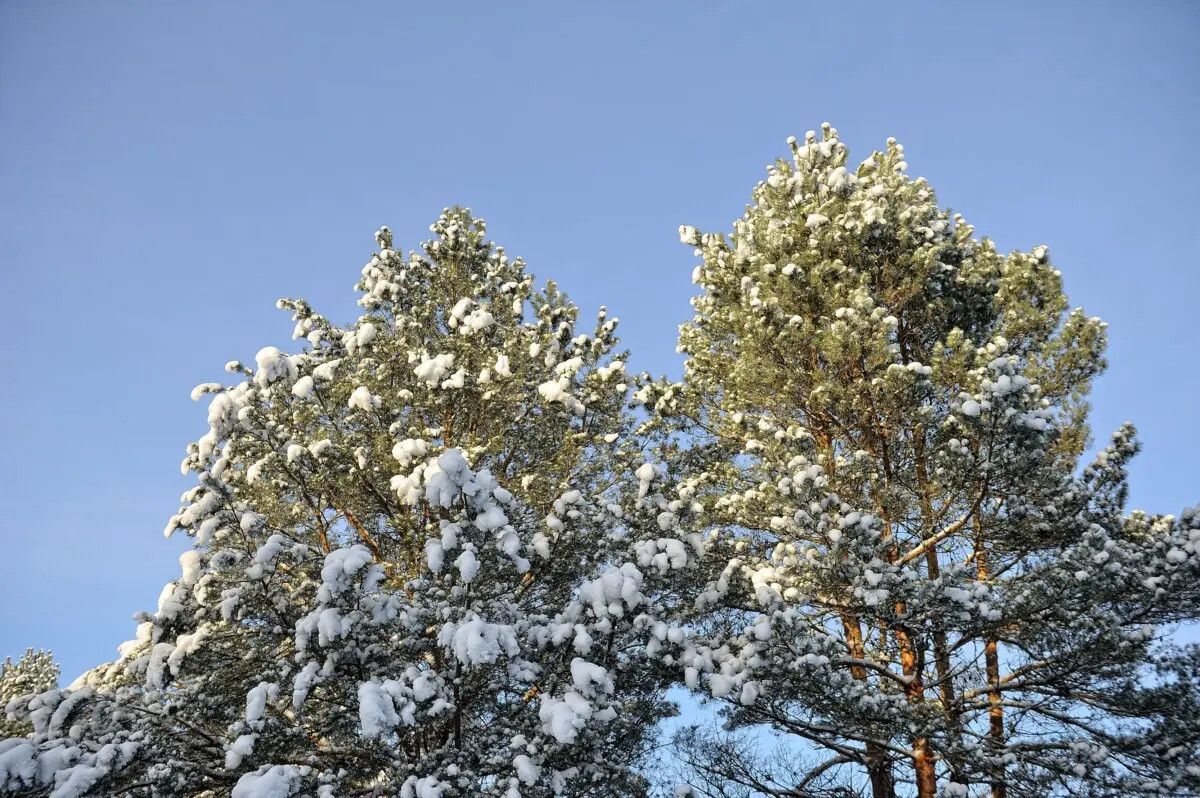 Бобруйский район в морозный день