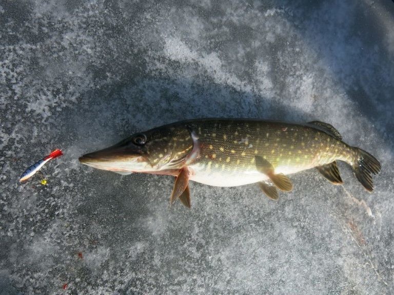 Энергетики Бобруйска устроили битву за самую крупную щуку на льду Чигиринки