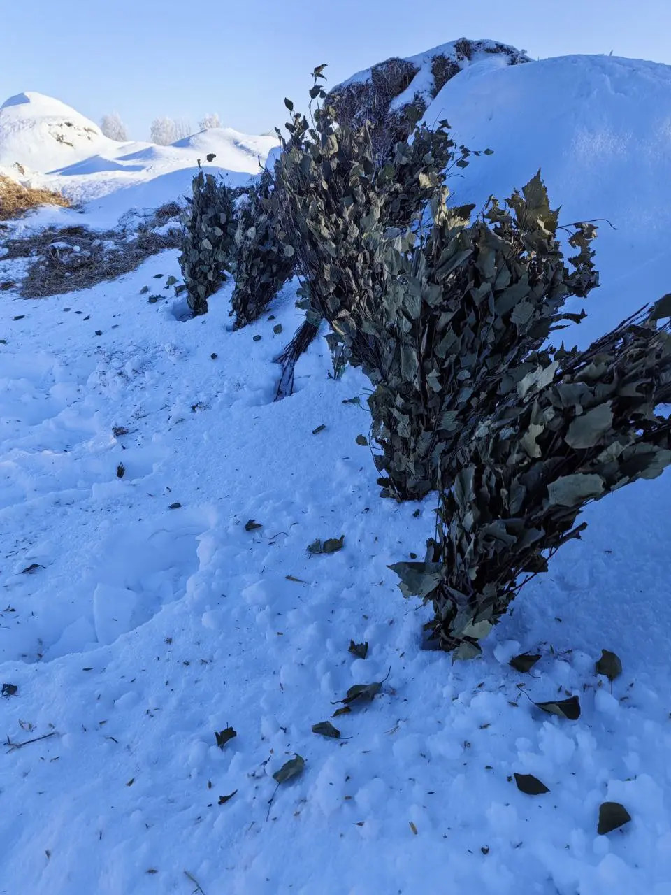 воспитаники лесничества Бобруйск