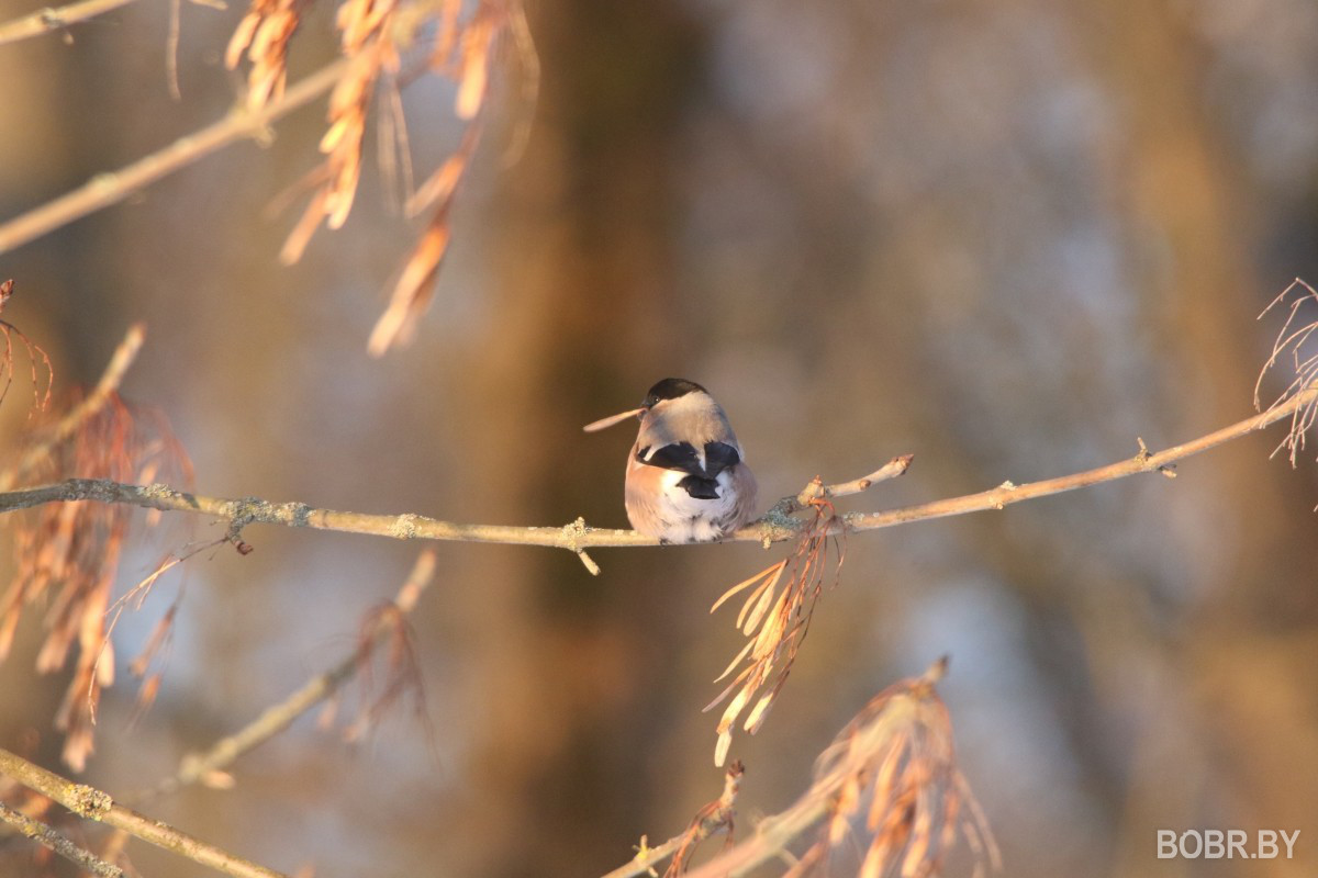 Снегири в Бобруйске