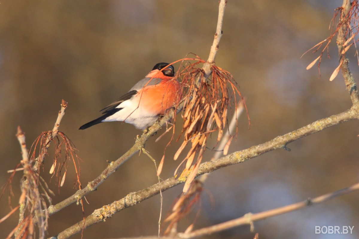 Снегири в Бобруйске