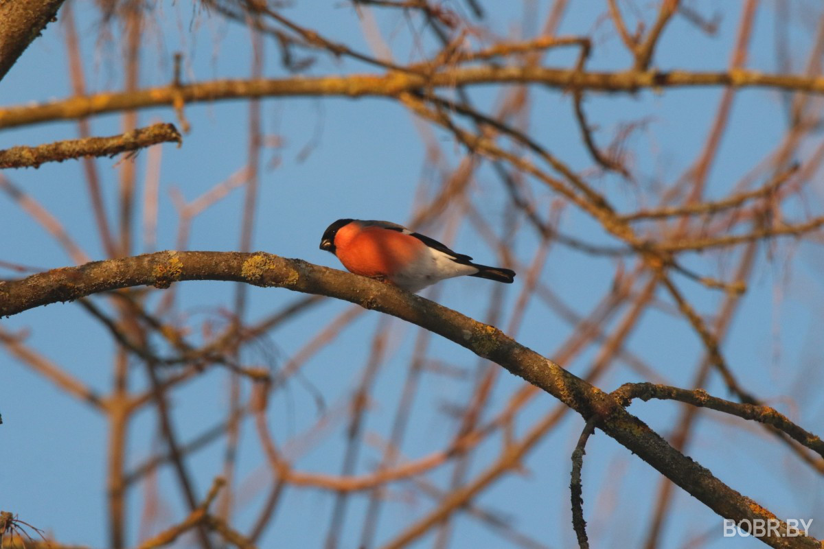 Снегири в Бобруйске