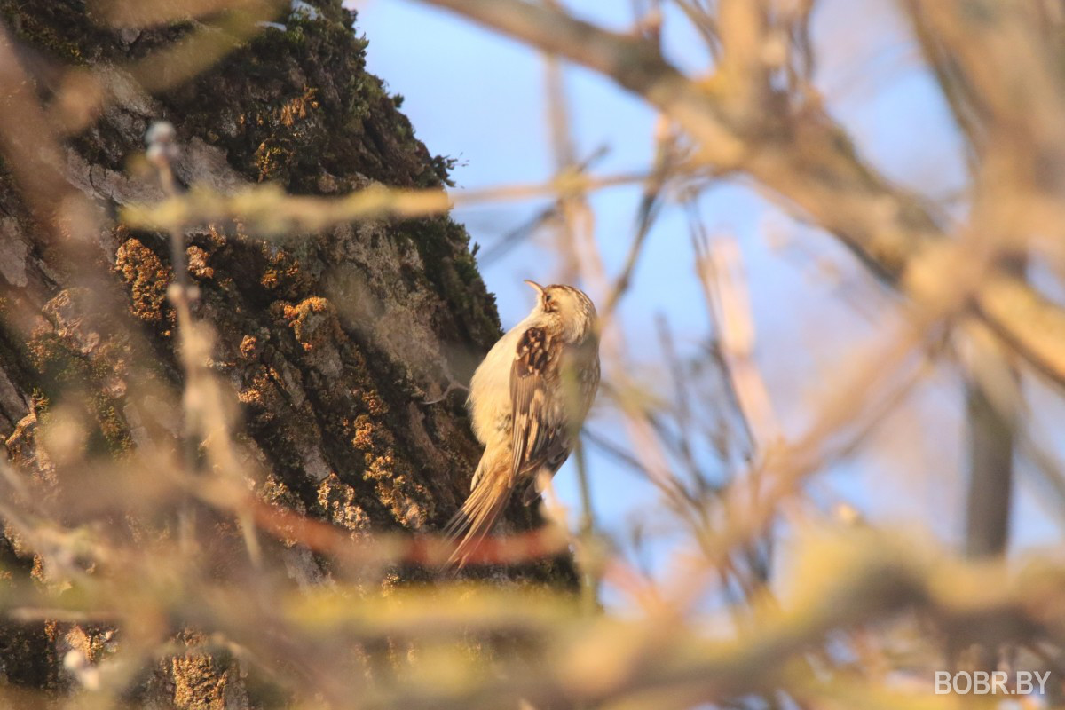 Обыкновенная пищуха в Бобруйске