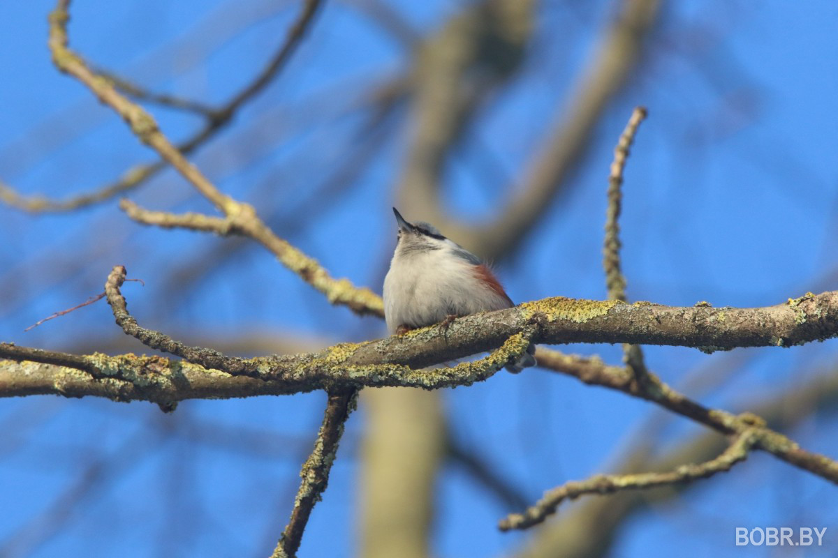 Обыкновенный поползень в Бобруйске