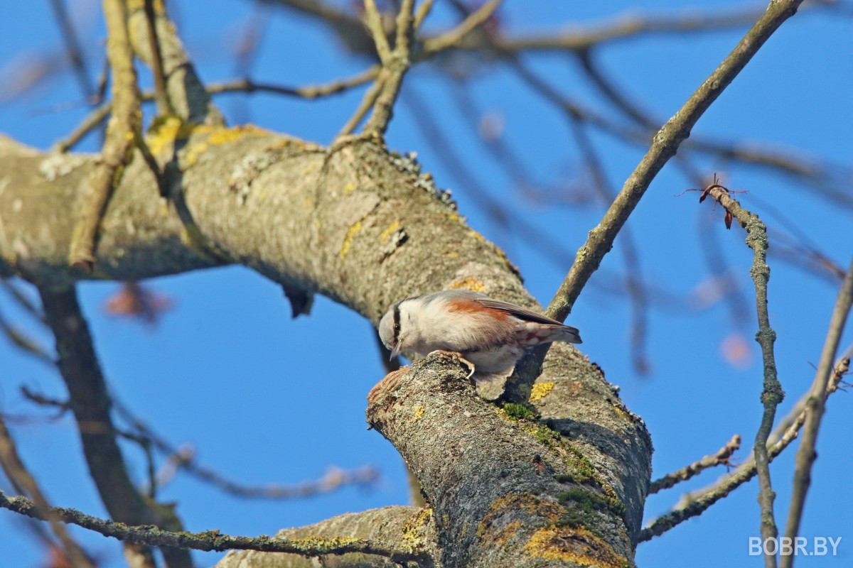Обыкновенный поползень в Бобруйске