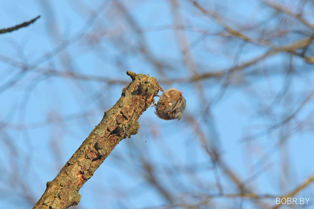Обыкновенный поползень в Бобруйске