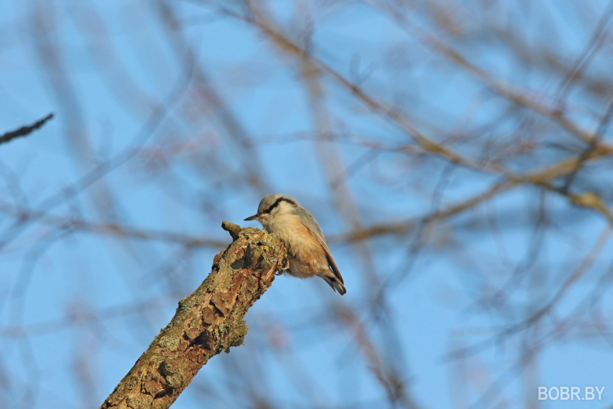 Обыкновенный поползень в Бобруйске