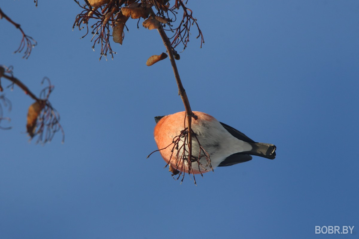 Снегири в Бобруйске