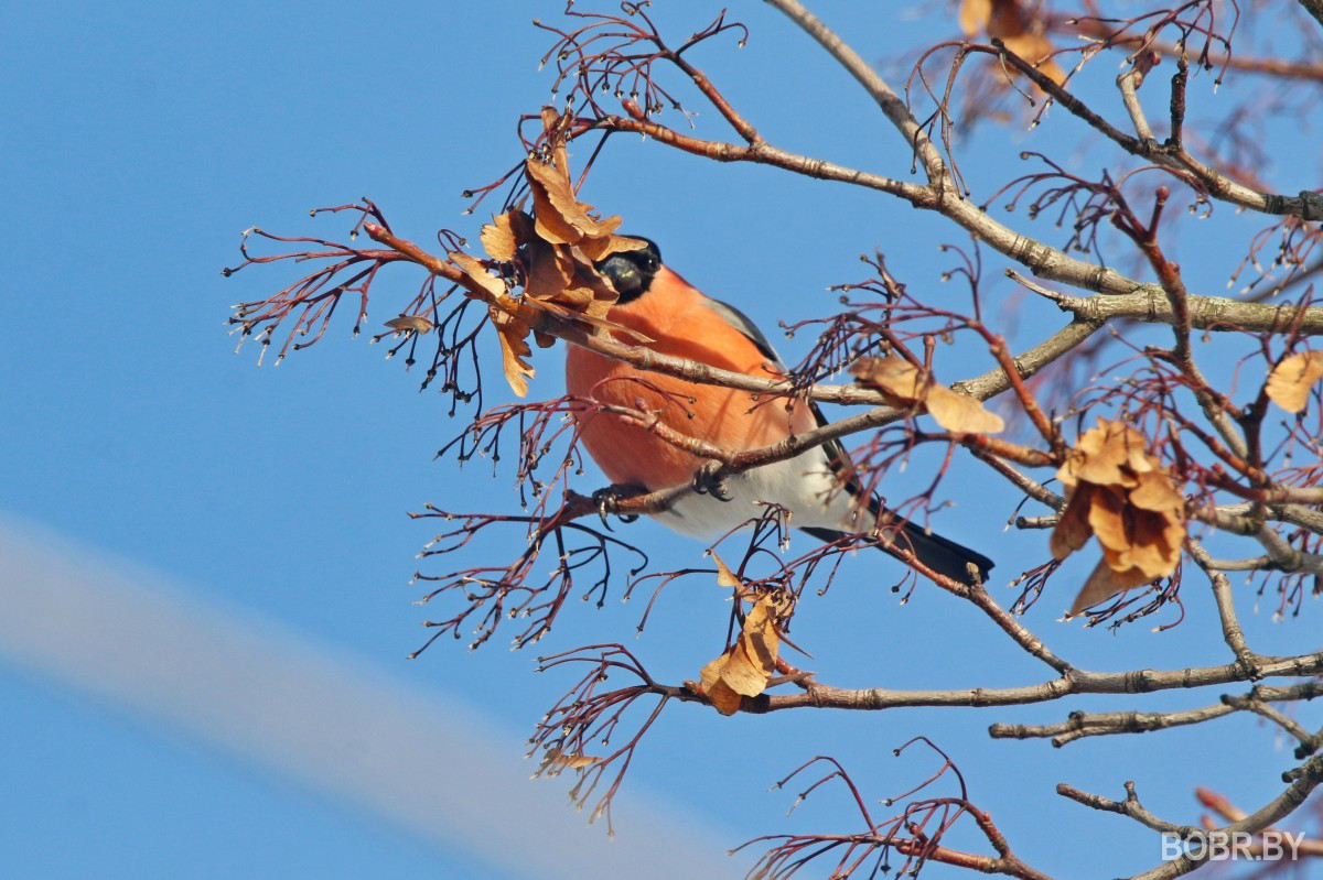 Снегири в Бобруйске