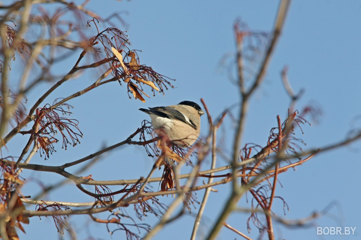 Снегири в Бобруйске