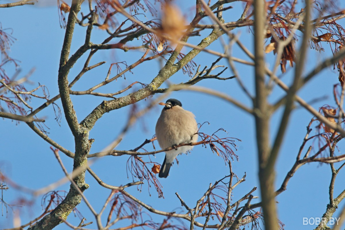 Снегири в Бобруйске