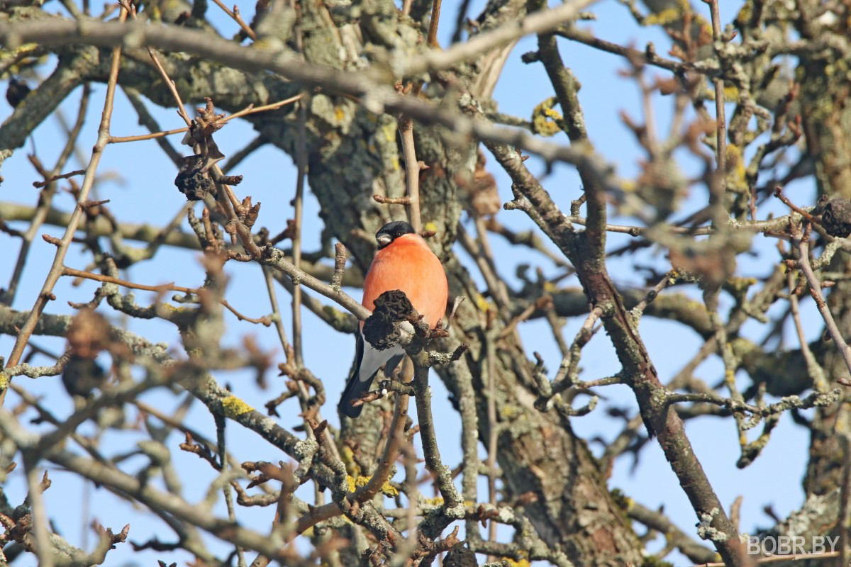 Снегири в Бобруйске
