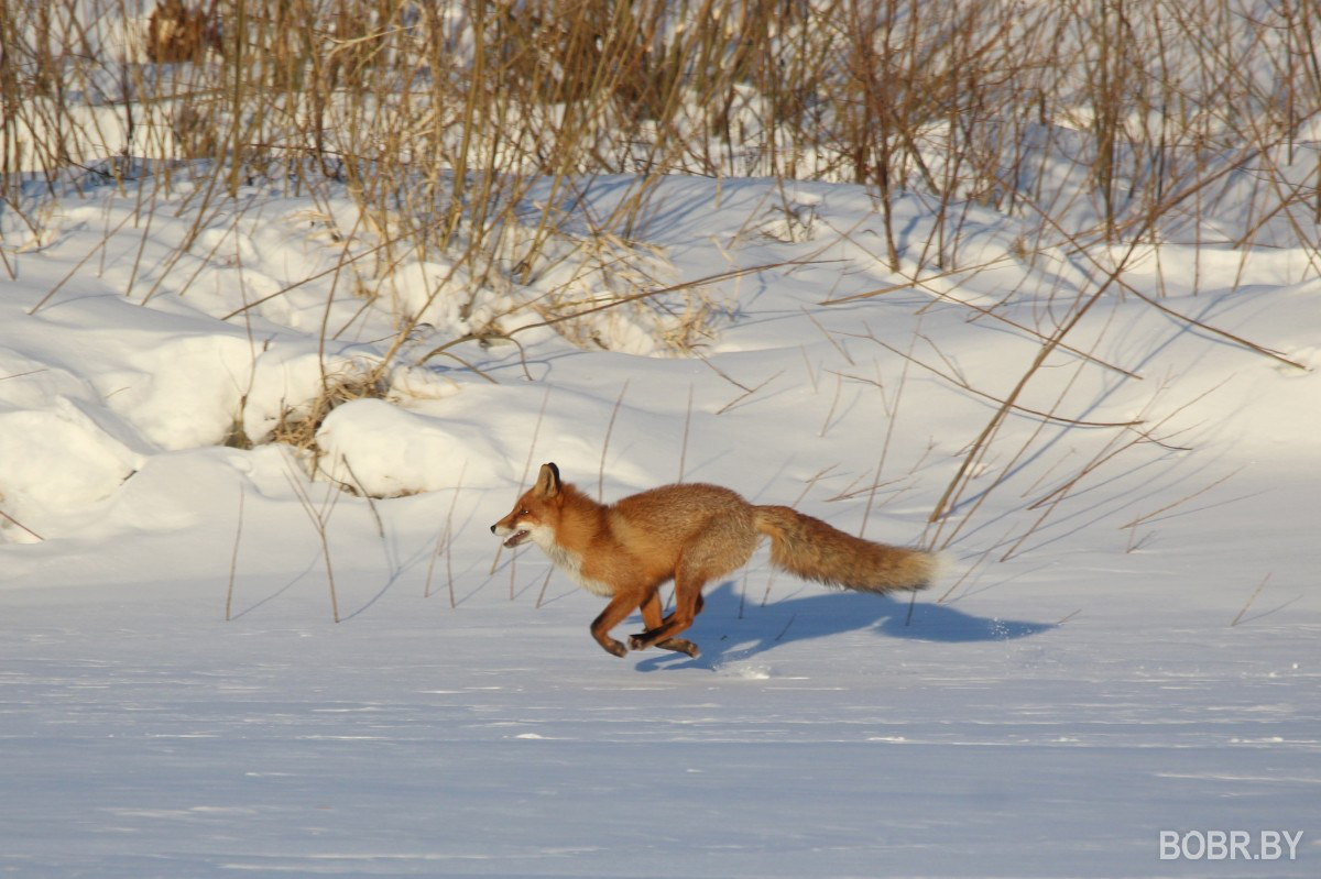 Лиса в Бобруйске