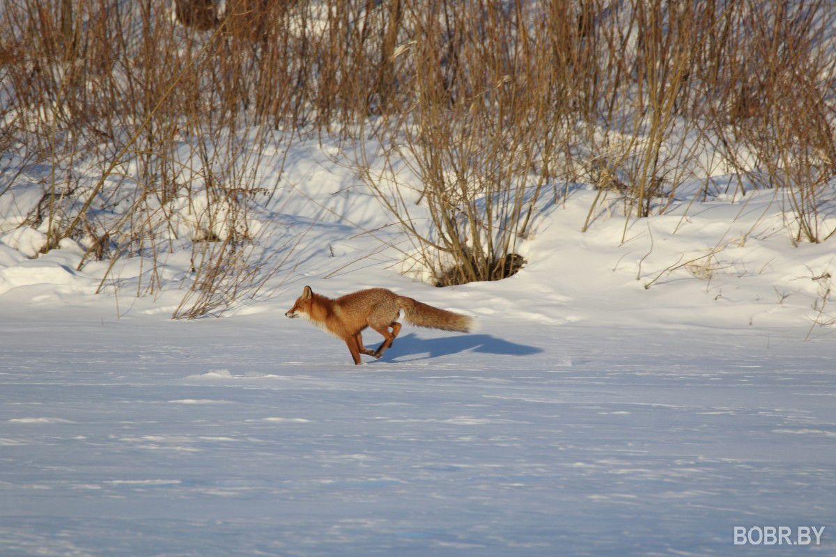 Лиса в Бобруйске