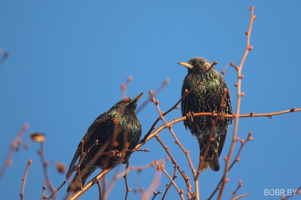 Скворцы в Бобруйске