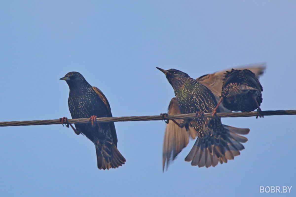 Скворцы в Бобруйске